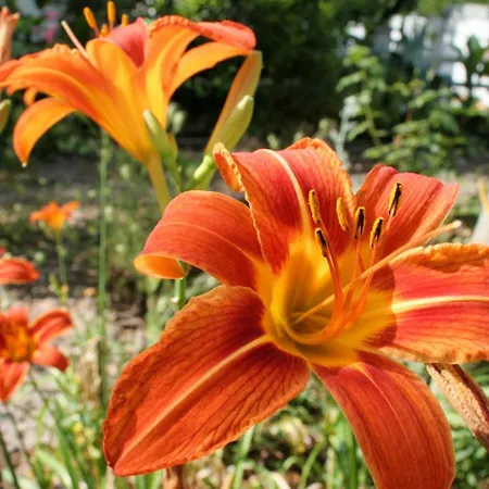 Apartments By The Sea Orebic, Peljesac - 4562 Διαμέρισμα *